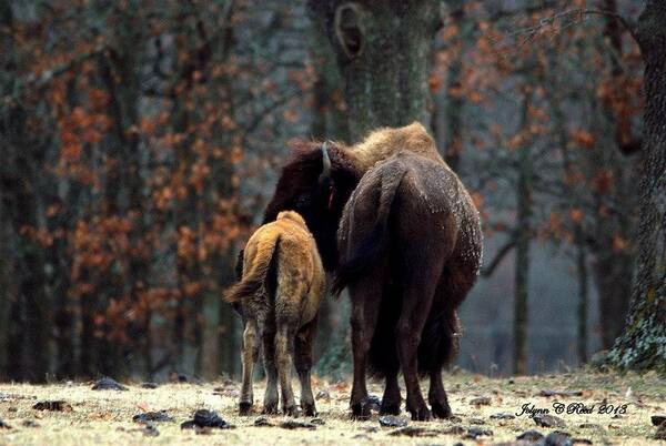 Bison Poster featuring the photograph Bison in Winter by Jolynn Reed