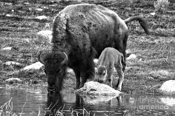 Bison Poster featuring the photograph Bison Red Dog With Mom Black And White by Adam Jewell