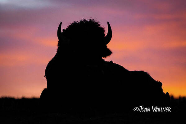 Sunrise Poster featuring the photograph Bison Silhouette by Joan Wallner