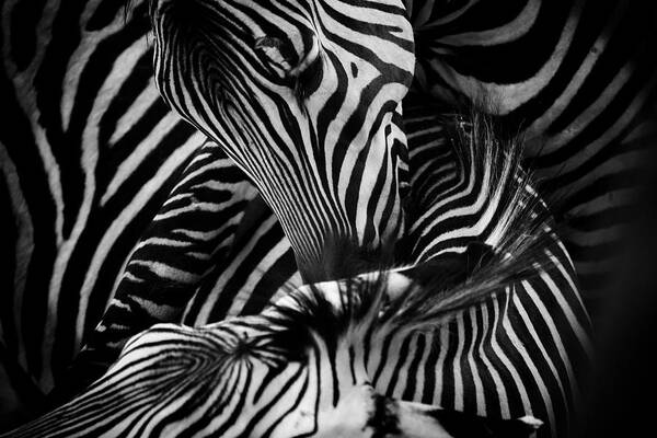 Zebra Poster featuring the photograph Black and White Almost Abstract Zebras by Buck Buchanan