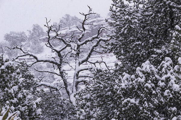 Snow Poster featuring the photograph Black and White Day by Laura Pratt