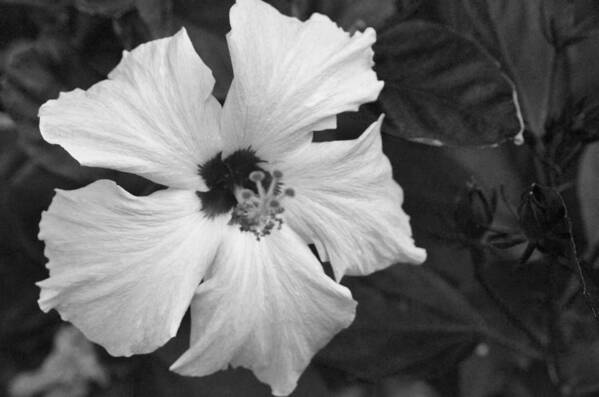 Flower Poster featuring the photograph Black and White Hibiscus 2 by Amy Fose