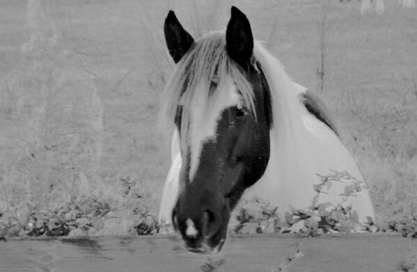 Horse Poster featuring the photograph Black and White Horse by Eileen Brymer