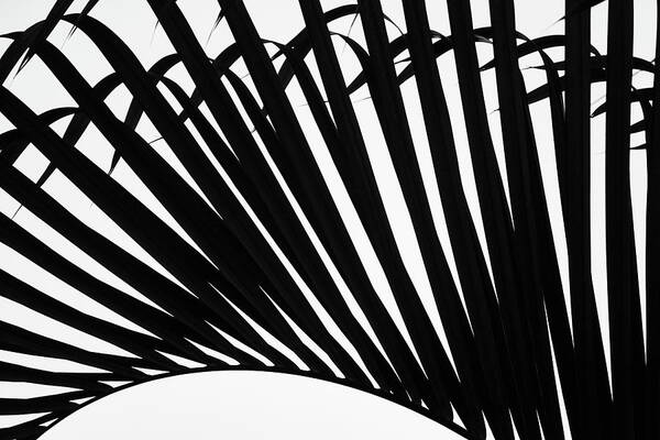 Palm Poster featuring the photograph Black and White Palm Branch by Christopher Johnson