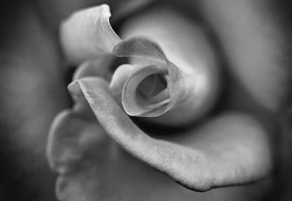 Black And White Poster featuring the photograph Black and white Rose 3 by Lilia S