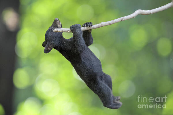 Black Bear Cub Poster featuring the photograph Black bear cub hanging on limb  by Dan Friend