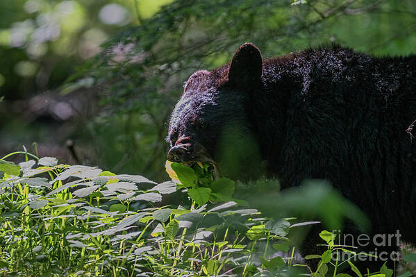 Black Bear Poster featuring the photograph Black bear eating leaves with mouth open showing his teeth by Dan Friend
