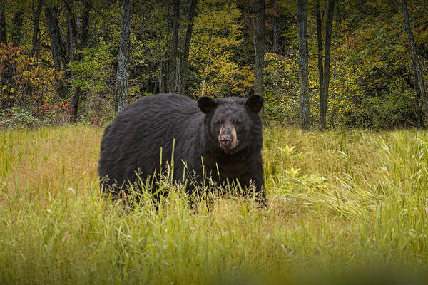 Wildlife Poster featuring the photograph Black Bear in the Grass by Randall Nyhof