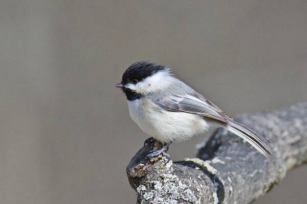 Black Poster featuring the photograph Black Capped Chickadee 1128 by Michael Peychich