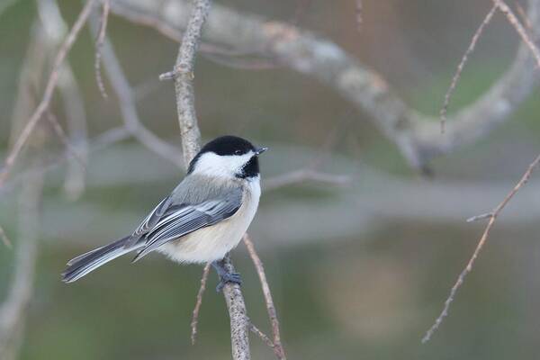 Bird Poster featuring the photograph Black Capped Chickadee 1379 by Michael Peychich