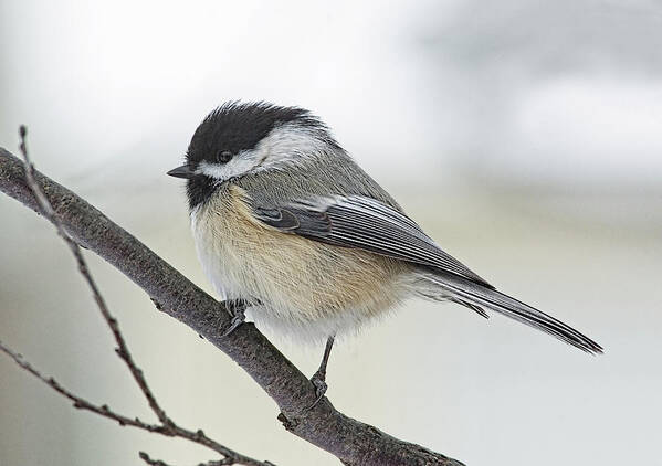 Chickadee Poster featuring the photograph Black-Capped Chickadee by Jim Zablotny