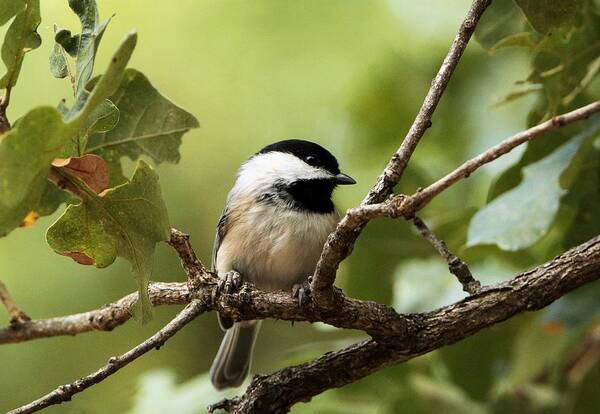Nature Poster featuring the photograph Black Capped Chickadee on Branch by Sheila Brown