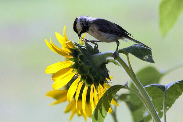 Nature Poster featuring the photograph Black-Capped Chickadee on Sunflower by Sheila Brown