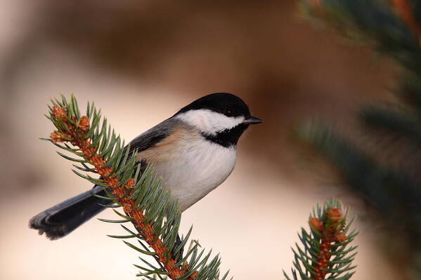 Chickadee Poster featuring the photograph Black-capped Cickadee II by Bruce J Robinson