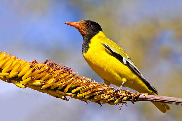 Black-headed Oriole Poster featuring the photograph Black-headed Oriole by Aivar Mikko