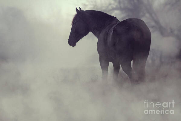 Horse Poster featuring the photograph Black horse in the dark mist by Dimitar Hristov