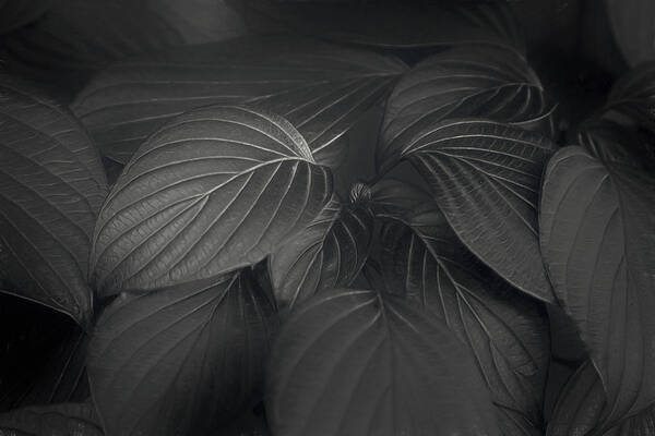 Leaf Poster featuring the photograph Black Leaves by Scott Norris