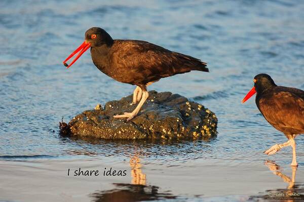 Poster featuring the photograph Black Oyster Catcher says I Share Ideas by Sherry Clark