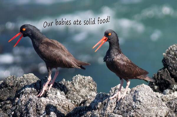  Poster featuring the photograph Black Oyster Catcher says Our Babies ate Solid Food by Sherry Clark