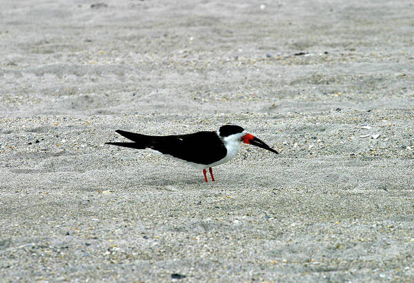Black Skimmer Poster featuring the photograph Black Skinner by Anthony Jones