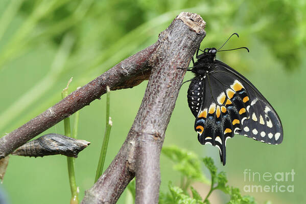 Black Swallowtail Poster featuring the photograph Black Swallowtail and Chrysalis by Robert E Alter Reflections of Infinity