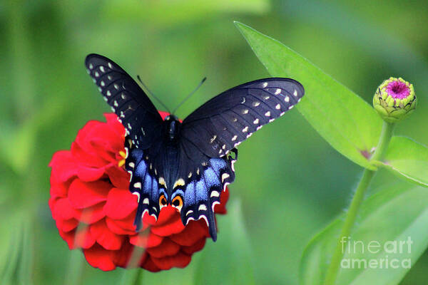 Butterfly Poster featuring the photograph Black Swallowtail Butterfly on Red Zinnia by Karen Adams