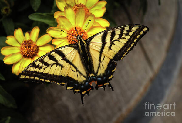 Butterfly Poster featuring the photograph Black Swallowtail by Robert Bales