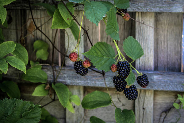 Berries Poster featuring the photograph Blackberries by K Bradley Washburn