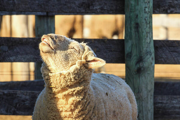 Farm Poster featuring the photograph Bleating Sheep by Joni Eskridge