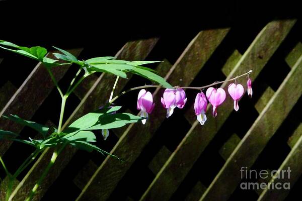 Flowers Poster featuring the photograph Bleeding Hearts all in a Row by Margie Avellino