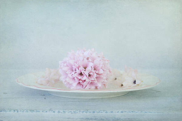 Hyacinth Poster featuring the photograph Blissful Hyacinth by Kim Hojnacki