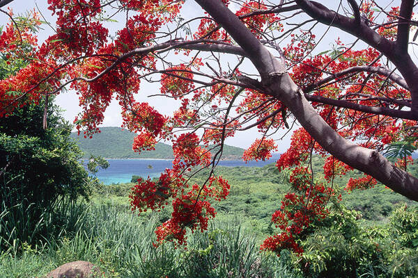 Beach Poster featuring the photograph Blooming Flamboyan Tree Tamarindo Bay Culebra Island Puerto Rico by George Oze