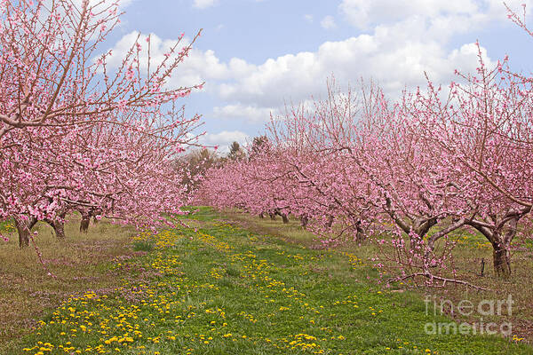 Flower Poster featuring the photograph Blooming Peach Orchard by Ann Jacobson