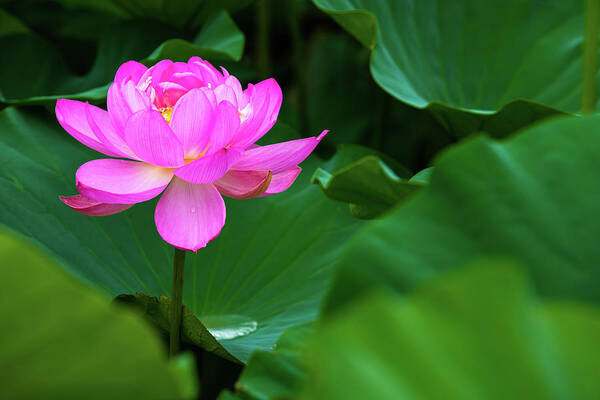 Bloom Poster featuring the photograph Blooming Pink Lotus Lily by Dennis Dame
