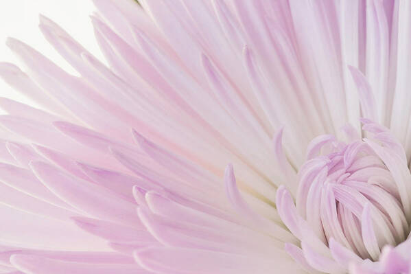 Chrysanthemum Poster featuring the photograph Blossoming by Catherine Reading