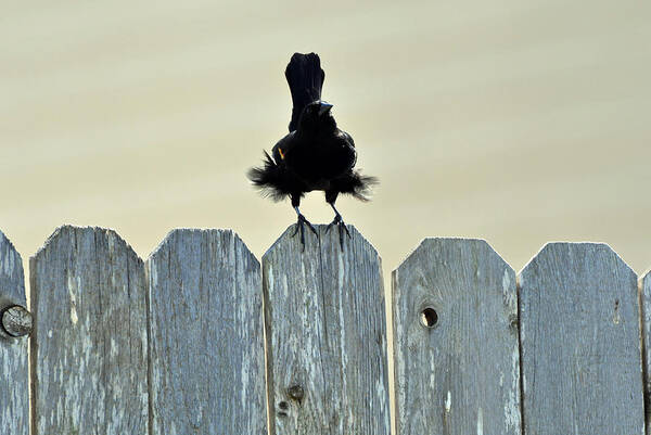 Bird Poster featuring the photograph Blows Your Skirt Up by Teresa Blanton