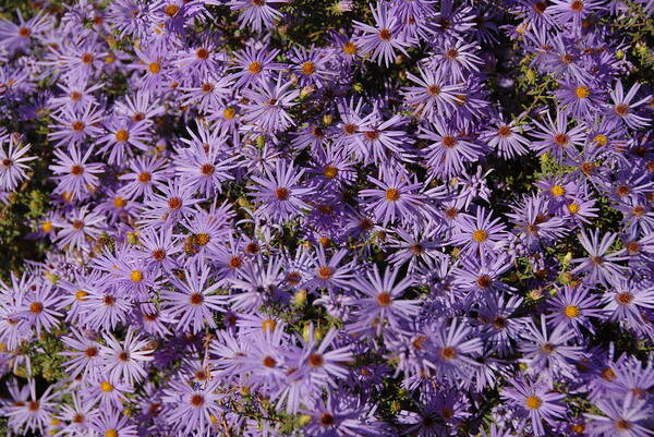 Blue Asters Poster featuring the photograph Blue Asters by Bill Hyde