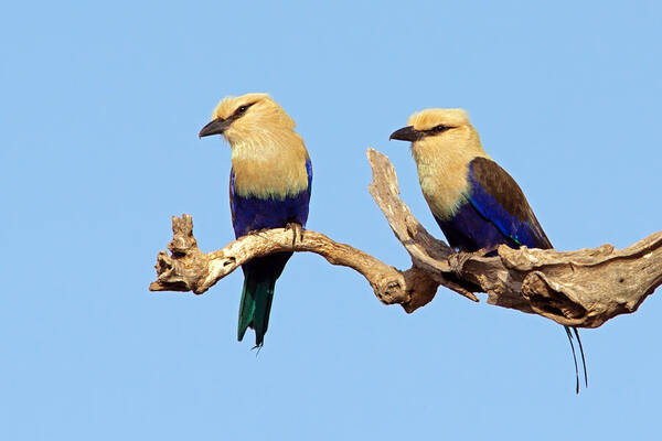 Blue-bellied Roller Poster featuring the photograph Blue-bellied Rollers on Branch by Aivar Mikko