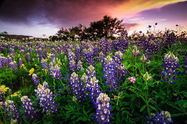 Bluebonnets Poster featuring the photograph Blue by Chris Multop