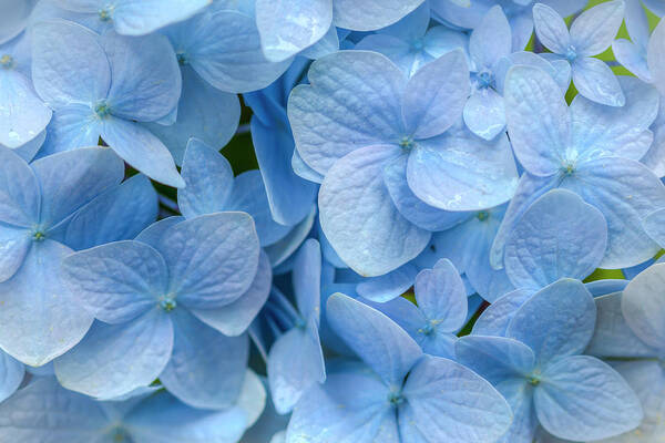 Hydrangea Poster featuring the photograph Blue Cluster by Kristina Rinell