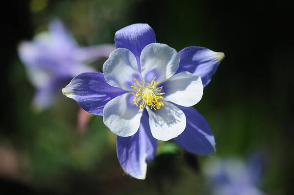 Rocky Mountains Poster featuring the photograph Blue Columbine by Julia McHugh