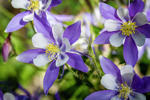 Colorado Poster featuring the photograph Blue Columbine Wildflowers by Teri Virbickis