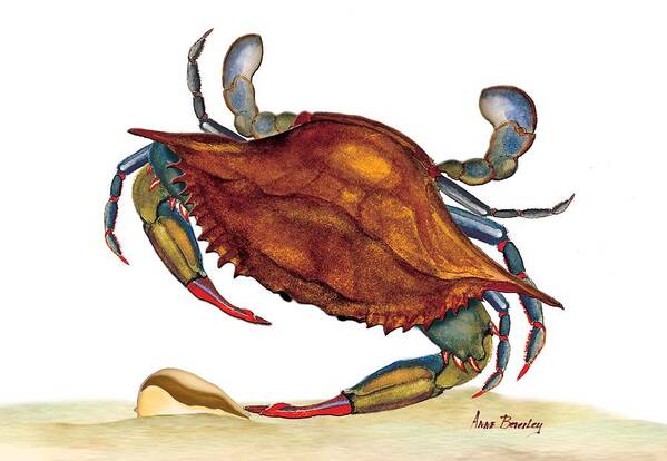 Crab Poster featuring the painting Blue Crab by Anne Beverley-Stamps