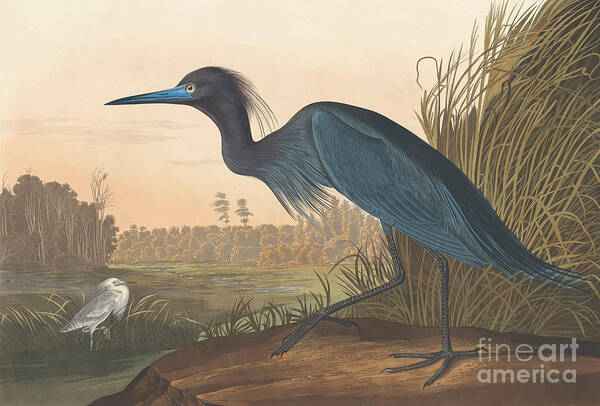 Audubon Poster featuring the painting Blue Crane or Heron by John James Audubon