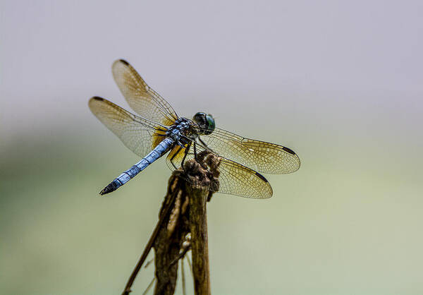 Dragon Fly Poster featuring the photograph Blue Dragon by Andy Smetzer