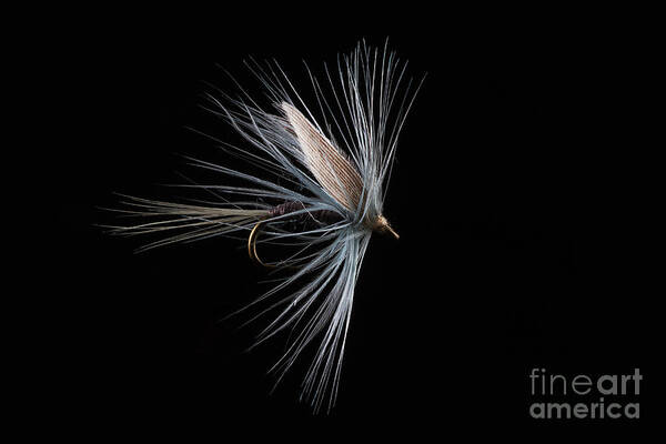 Trout Fishing Fly Poster featuring the photograph Blue Dun by John Edwards