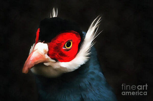 Paint Poster featuring the photograph Blue Eared Pheasant by Jack Torcello