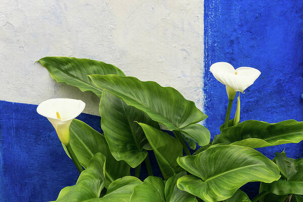 Georgia Mizuleva Poster featuring the photograph Blue Garden Contrasts - Calla Lilies Against the Wall Right by Georgia Mizuleva