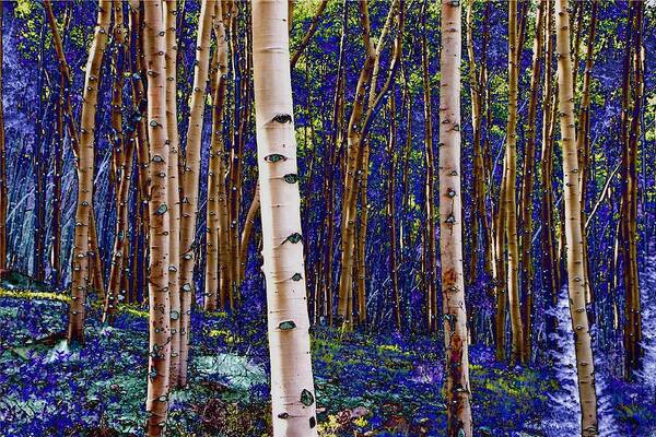 Aspens Poster featuring the photograph Blue Gold Aspens by Lanita Williams