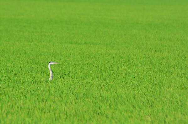 Blue Heron Poster featuring the photograph Blue Heron in Field by Josephine Buschman